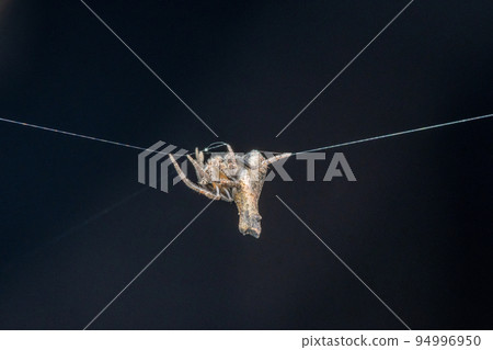 Twig mimic poltys, Poltys bombayensis, Satara, Maharashtra, India 94996950