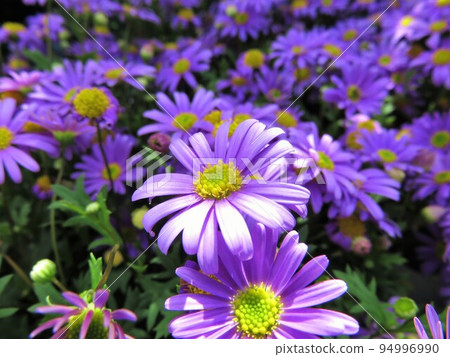 Brachycum Blasco 紫羅蘭 94996990