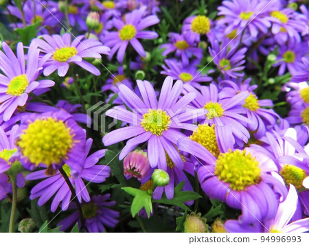 Brachycum Blasco 紫羅蘭 94996993