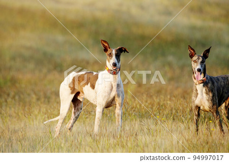 Mudhol hound breed, Poachers use these dogs for hunting, Satara, Maharashtra, India 94997017