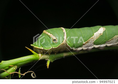 Caterpillar of common mormon butterfly, Papilio polytes, Satara, Maharashtra, India Caterpillar of common mormon butterfly, Papilio polytes, Satara, Maharashtra, India 94997021