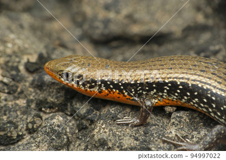 Common Skink  or Keeled Indian Mabuya, Eutropis carinata, Satara, Maharashtra, India 94997022