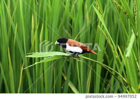 Tricoloured munia, Lonchura malacca, Kolhapur, Maharashtra, India 94997052