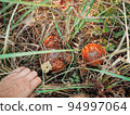 Oiler mushroom growing in moss in the forest. Beautiful autumn season. Edible butterdish mushroom. 94997064