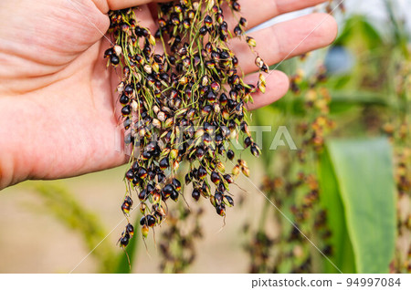 Rice millet ears 94997084