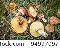 Oiler mushrooms growing in moss in the forest. Beautiful autumn season. Edible collected butterdish mushrooms. 94997097
