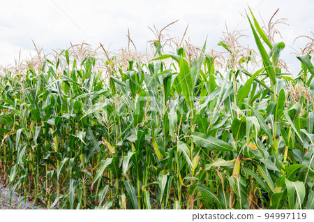 Dent corn field in late summer Dent corn field in late summer 94997119