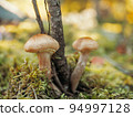 honey agaric mushrooms growing in moss in the forest. Beautiful autumn season. Edible mushrooms grow in a forest. 94997128