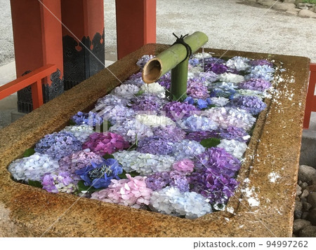 雨季鎌倉鶴岡八幡宮的花盆 94997262