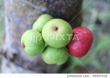 Ripe and young fruit of Thai fig. Ripe and young fruit of Thai fig. 94997426
