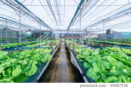 Assorted lettuce in the greenhouse organic focus foreground 94997536