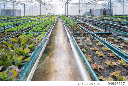 Assorted lettuce in the greenhouse organic 94997537