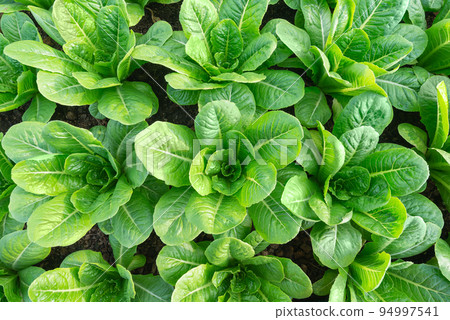 green cos vegetable fresh organic on  top view background 94997541