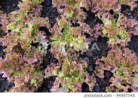 Red coral vegetable fresh organic on top view background Red coral vegetable fresh organic on top view background 94997548