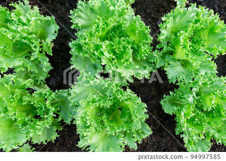 Frillice Ice Berg vegetable fresh organic on top view background Frillice Ice Berg vegetable fresh organic on top view background 94997585