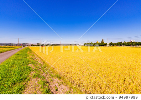 Rice farming rice paddy golden color [image of fruitful autumn] 94997989