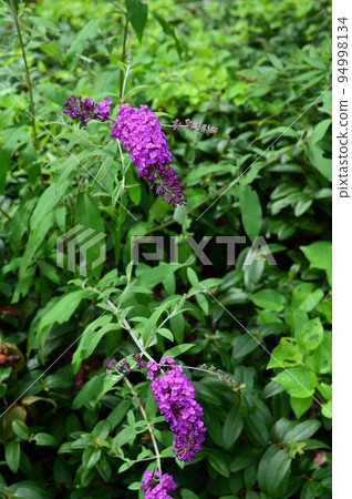 Fusafuji Deutzia (Fusafuji Kuuki) Buddleia Fusafuji Deutzia (Fusafuji Kuuki) Buddleia 94998134