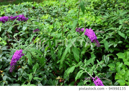 Fusafuji Deutzia (Fusafuji Kuuki) Buddleia Fusafuji Deutzia (Fusafuji Kuuki) Buddleia 94998135