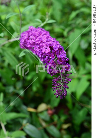 Fusafuji Deutzia (Fusafuji Kuuki) Buddleia 94998137