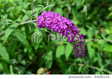 Fusafuji Deutzia (Fusafuji Kuuki) Buddleia 94998138