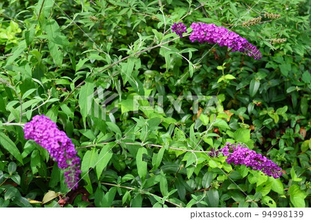 Fusafuji Deutzia (Fusafuji Kuuki) Buddleia Fusafuji Deutzia (Fusafuji Kuuki) Buddleia 94998139