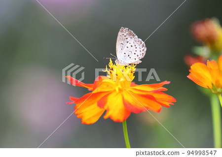 Lycaenidae 從黃色波斯菊中吸取花蜜 Lycaenidae 從黃色波斯菊中吸取花蜜 94998547