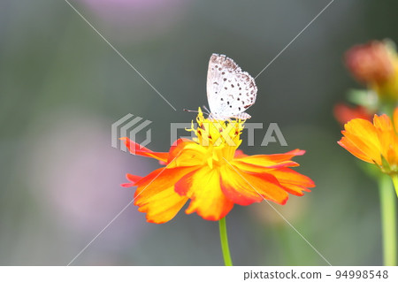 Lycaenidae 從黃色波斯菊中吸取花蜜 94998548