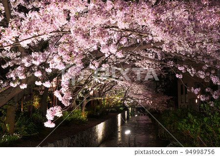 Kyoto Takase River cherry blossoms lit up at night Kyoto Takase River cherry blossoms lit up at night 94998756