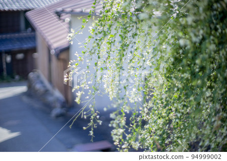 路邊的白花 路邊的白花 94999002