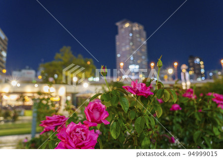 Roses blooming in the night town [Nakanoshima Park] 94999015