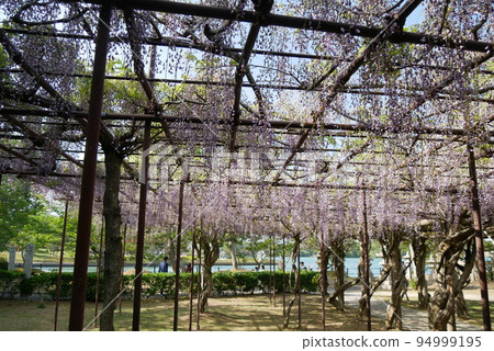 藤條花在公園裡 94999195