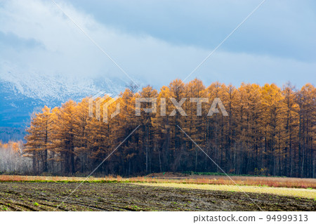 金色的秋天松樹林和秋天的田野 94999313