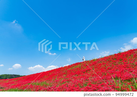 Autumn Festival of Gon, cluster amaryllis in full bloom <Handa City, Aichi Prefecture> 94999472