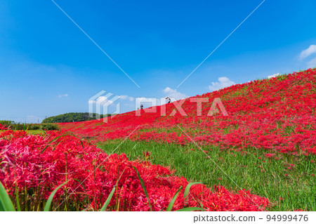 Autumn Festival of Gon, cluster amaryllis in full bloom <Handa City, Aichi Prefecture> Autumn Festival of Gon, cluster amaryllis in full bloom <Handa City, Aichi Prefecture> 94999476
