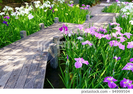 充滿盛開的鳶尾花的花園 94999504