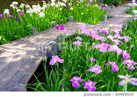 充滿盛開的鳶尾花的花園 94999505