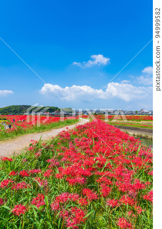 Autumn Festival of Gon, cluster amaryllis in full bloom <Handa City, Aichi Prefecture> 94999582