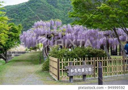 岡山縣威克町富士公園的日本最好的紫藤 94999592