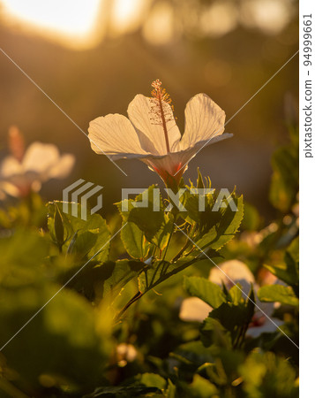 White Kauai rosemallow (Hibiscus waimeae) flower. White Kauai rosemallow (Hibiscus waimeae) flower. 94999661
