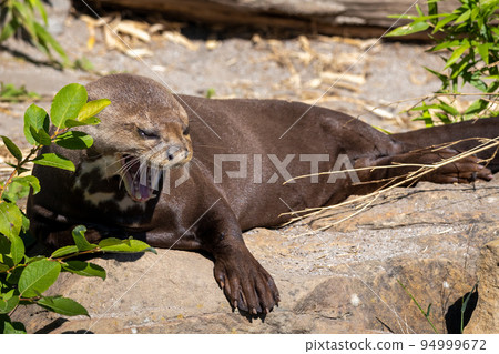 Giant otter (Pteronura brasiliensis), river predator. Giant otter (Pteronura brasiliensis), river predator. 94999672
