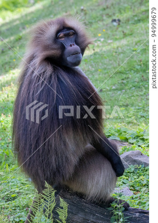 The gelada (Theropithecus gelada) male. The gelada (Theropithecus gelada) male. 94999679