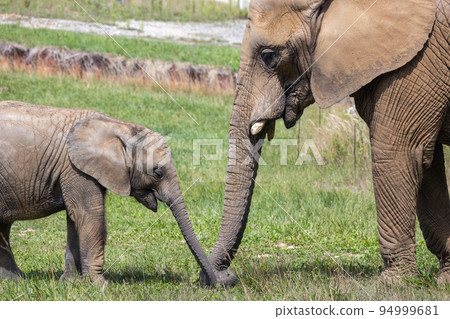 African elephants (Loxodonta africana). African elephants (Loxodonta africana). 94999681