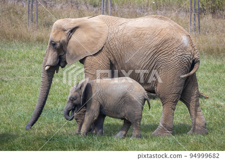 African elephants (Loxodonta africana). African elephants (Loxodonta africana). 94999682