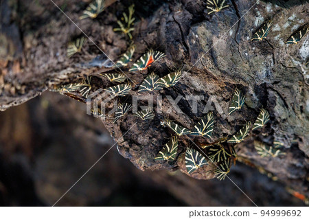 Butterflies on a tree trunk in a close-up view. Butterflies on a tree trunk in a close-up view. 94999692
