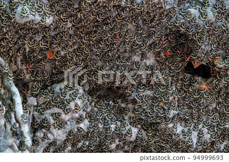 Butterflies on a rock wall, The Jersey tiger moth. Butterflies on a rock wall, The Jersey tiger moth. 94999693