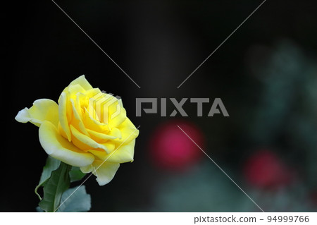 花的女王 94999766