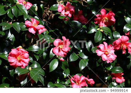 Blooming in the cold winter sky 94999914