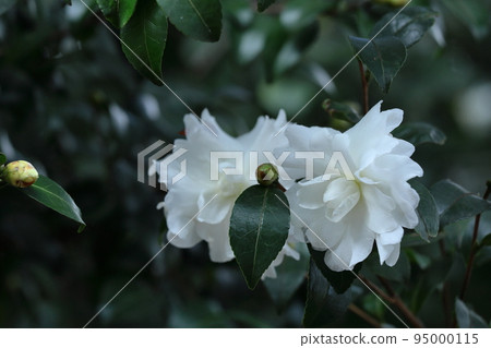 Blooming in the cold winter sky 95000115
