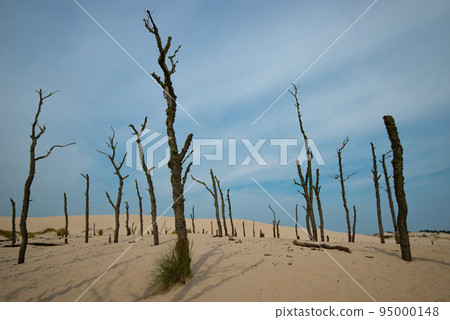 Dry old trees at the dunes in Slowinski national park- Poland 95000148