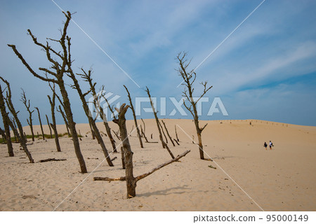Dry old trees at the dunes in Slowinski national park- Poland 95000149